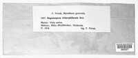 Stagonospora viciae-pisiformis image
